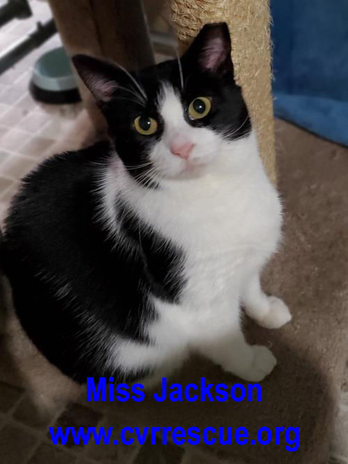 Miss Jackson